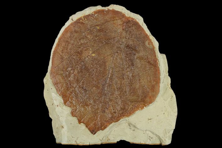 Fossil Leaf (Davidia) - Montana #115206
